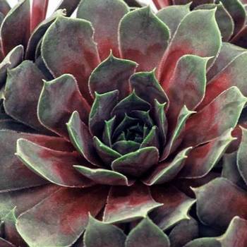 Молодило Sempervivum BigSam™ 'Kalinda'